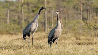 Pilkoji gervė Grus grus [upl. by Frendel97]