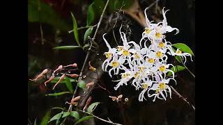 Oncidium alexandrae ex Odontoglossum crispum Ecuador 2021 [upl. by Luba]