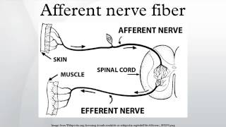 Afferent nerve fiber [upl. by Akisey]