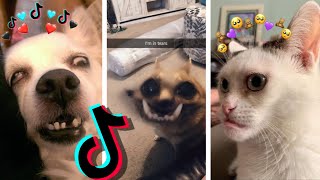 😂 Dogs and Cats on TikTok 51😹  Animal Videos TikTok Funny Dogs and Cats Compilation 2020 [upl. by Ardiedak279]