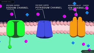 Action Potential in the Neuron [upl. by Latta]