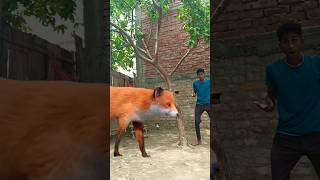 ￼Yar Tera hero khalnayak ho gaya ￼Tree ME ghusne wala animal video amazing video neerajofficial77 [upl. by Clover]