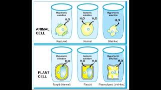 Isotonic Hypotonic and Hypertonic Solution [upl. by Adnirolc]