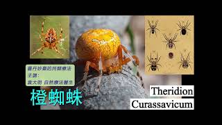 《靈丹妙藥的同類療法》 EP250  橙蜘蛛 Theridion Curassavicum [upl. by Soloma]