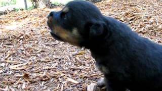 Rottweiler puppy howling [upl. by Auqinimod]