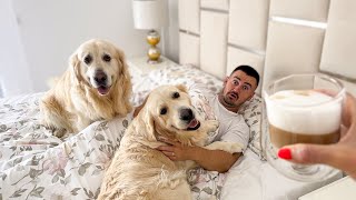 How a Dog Owner Wakes Up in the Morning Try Not To Laugh [upl. by Ahrens383]