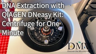 DNA Extraction with QIAGEN DNeasy Kit Centrifuge for One Minute [upl. by Enieledam]