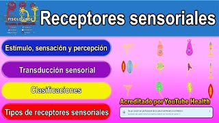 Receptores sensoriales del sistema nervioso  Receptores sensitivos clasificación [upl. by Aylward]