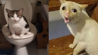 Compilation New Funniest Cat Videos 😹 You laugh You Lose 🤣 Best of Funny Cat Videos 😂 6 [upl. by Ahsilrak]