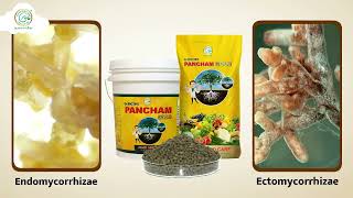 Enhance Plant Growth with Dr Bactos Pancham Gold Granule  mycorrhiza pancham granuals [upl. by Behnken281]