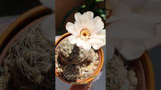 Gymnocalycium parvulum cactus plants [upl. by Enillebyam]