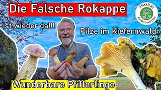 Die Falsche Rotkappe ist wieder da  Wunderbare Pfifferlinge und viele weitere Pilze im Kiefernwald [upl. by Kelwin]