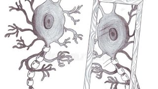 Cells of the nervous system part 12  Neuronal cells [upl. by Rockafellow]