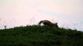 Red Fox kit greets dad [upl. by Levey]