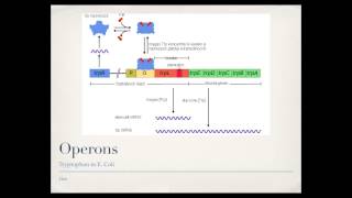 Bacterial Gene Regulation Operons [upl. by Atinauq]