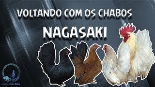 Criação de galinhas Garnizé Nagasaki chiken chabo [upl. by Jezebel980]