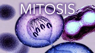 MITOSIS  MADE SUPER EASY  ANIMATION [upl. by Legge]