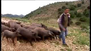 Cría del cerdo ibérico puro en Cortes de la Frontera [upl. by Enahsal]