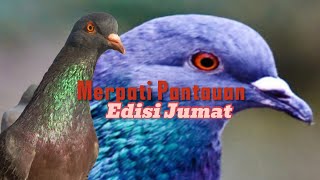 LIVE🔴 Merpati pantauan edisi jumat [upl. by Naynek]