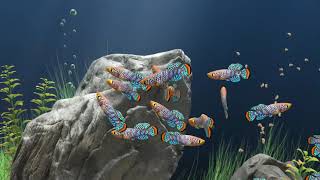 AQUARIUM IKAN KILLIFISH Nothobranchius rachovii [upl. by Assenab]