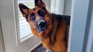 Why German Shepherds are the FUNNIEST DOGS 🐶 [upl. by Ileek]