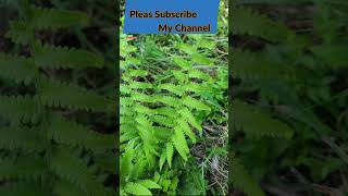 Pteris Vittata The Natural Soil Cleaner [upl. by Lletnahs]