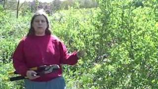 Pruning with a Reciprocating Saw [upl. by Aymer]