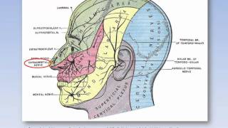 The Infraorbital Nerve [upl. by Chaffin]