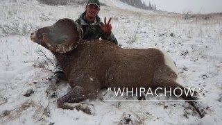 2015 Rocky Mountain Bighorn Sheep Hunt [upl. by Denis]