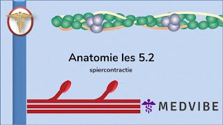 Anatomie les 5 Deel 2 Spiercontractie [upl. by Anthony]