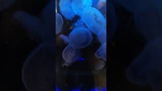 Seattle Aquarium Jellies [upl. by Kannry]