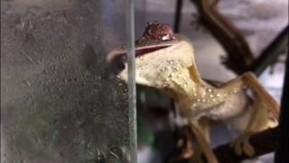 Uroplatus lineatus Lined leaftail gecko Drinking off glass [upl. by Loferski]