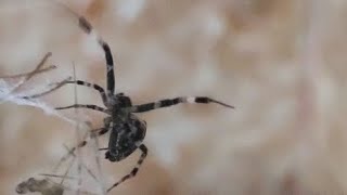 Disturbing Orb Weaver stunning and trapping a Daddy long legs Spider graphiccontent spiders [upl. by Eixel]