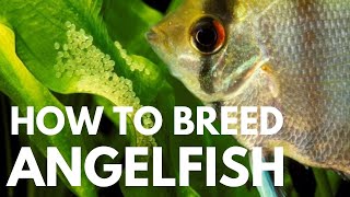 How to Breed Freshwater Angelfish Easiest Way [upl. by Pironi]