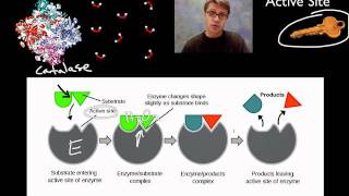 Enzymes [upl. by Barbour]