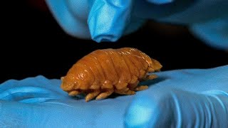 Disgusting Fish Tongue Louse Found In Meal  Earth Science [upl. by Suoivatnom]