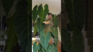 Philodendron ‘Splendid’ houseplants plantsmakepeoplehappy plants [upl. by Assyn212]