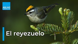 Reyezuelo  el REY de las AVES pequeñas [upl. by Christopher767]