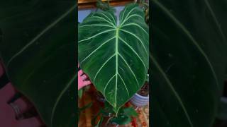 Types of Philodendron Plants  Philodendron Varieties shorts [upl. by Haze422]