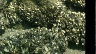 The Amazing Oyster  Oyster Reefs [upl. by Amolap]