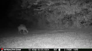 05 25 24 1244 02am Several deer eating in the lower back field near the mineral block deer [upl. by Herahab]