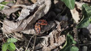 Avril  les gendarmes s’accouplent c’est la saison des amours  SuperNaturel [upl. by Evadnee848]