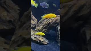 The African Cichlid Tank  Mbuna Community 🐠 [upl. by Smoot898]