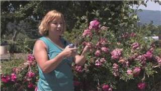 Rose Gardening  How to Grow Knock Out Roses From Clippings [upl. by Abdella]