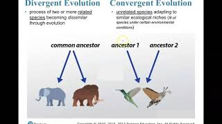 Convergent and Divergent Evolution [upl. by Tibbs]