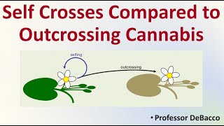 Self Crosses Compared to Outcrossing Cannabis [upl. by Peta]