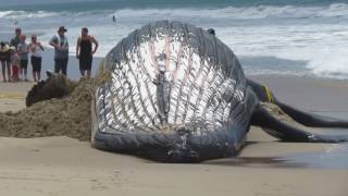 PT 1  Moving the Beached Humpback Whale at Dockwiler Beach 7116 [upl. by Sabah870]