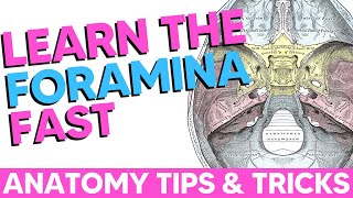 Cranial Foramina Easy Anatomy Mnemonics [upl. by Angy]