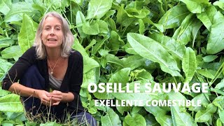 Oseille sauvage  la reconnaître et la cuisiner [upl. by Sorkin291]