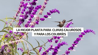 UNA PLANTA PERFECTA si tienes altas temperaturas además te gustaría alimentar a los colibríes [upl. by Ahsratal571]